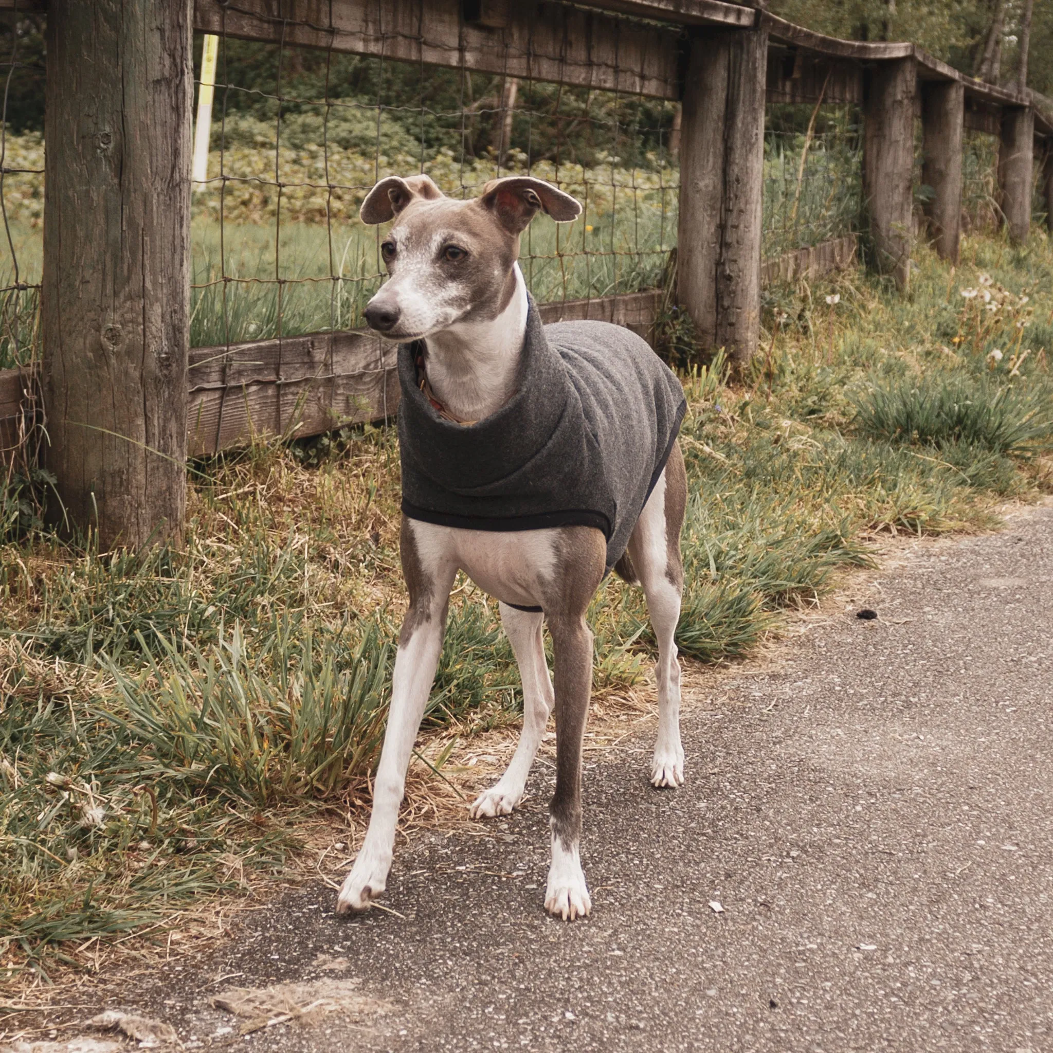 Sleeveless Dog Sweater - Dark Grey
